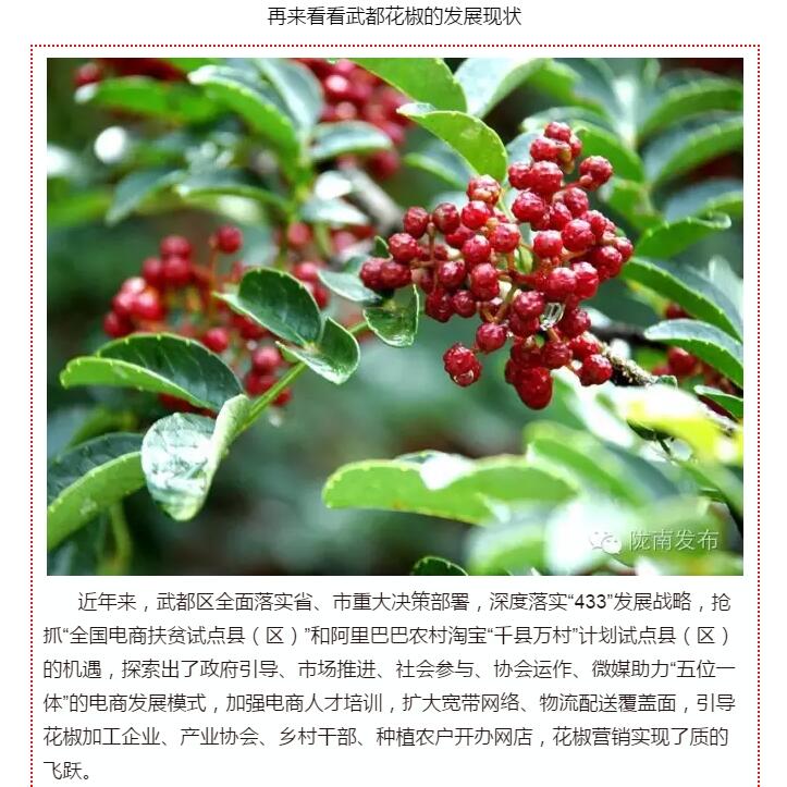 5.28億！一場盛會，武都花椒“火”了